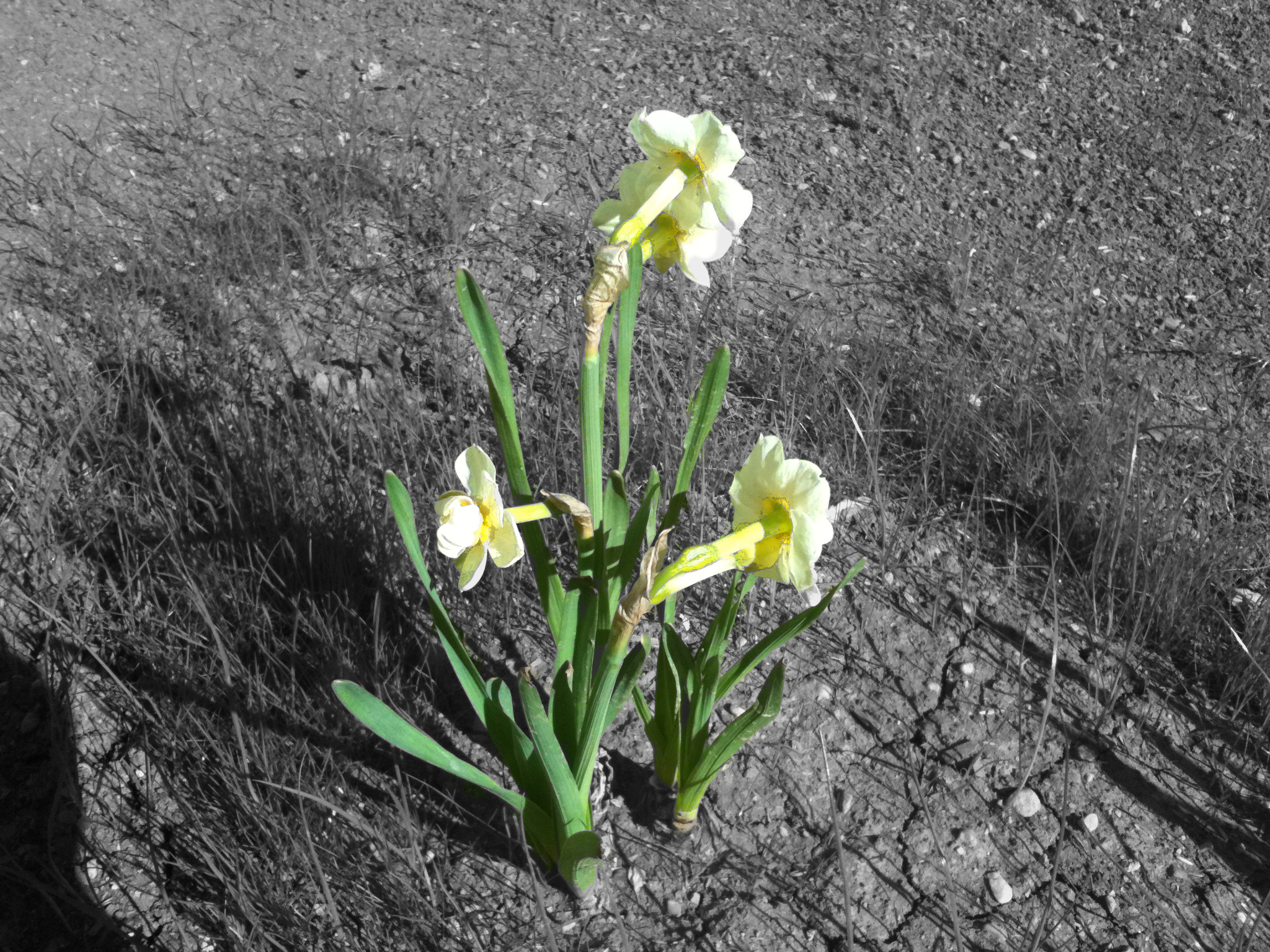 Blume im eigenen Garten