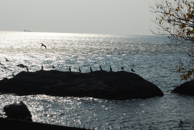 Komorane genießen die Abendsonne