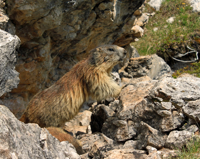 Ein Mankei in den Dolomiten