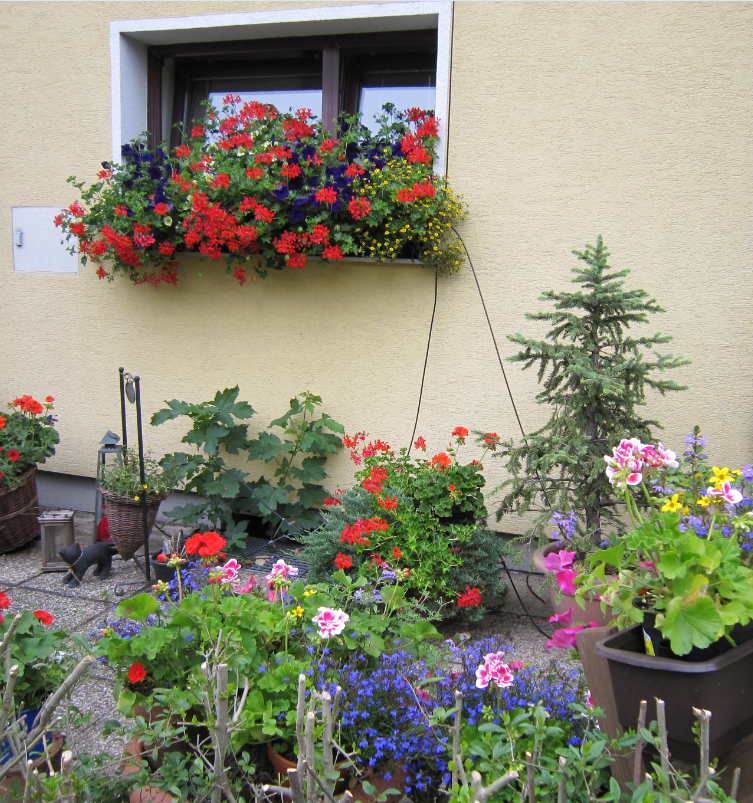 Blüten im Vorgarten