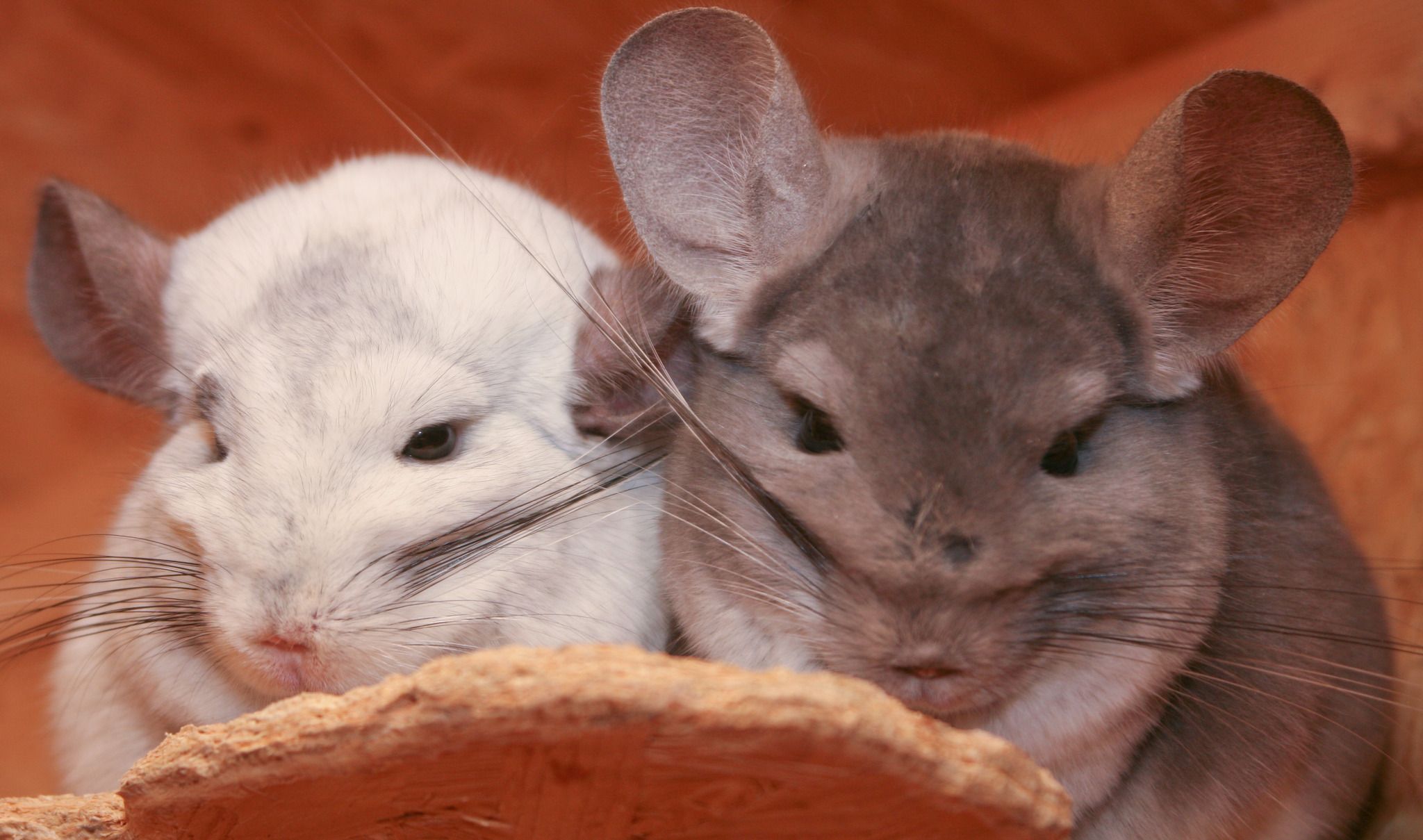 Die 'anderen' Osterhasen - Flachgau