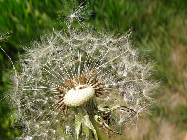 der Wind verbläst die Blüten