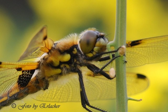 Vierflecklibelle