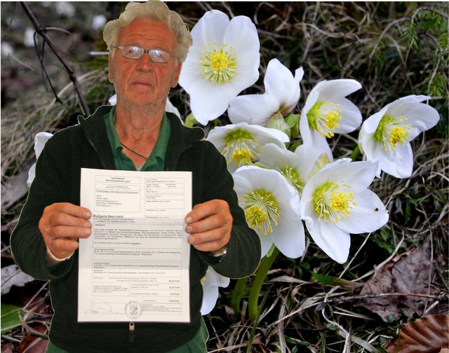 Ein missmutiger Helmut Meisl mit dem Bußgeld-Bescheid. Er bekam ihn fürs Schneerosen-Pflücken. Die Blumen stehen unter Naturschutz.