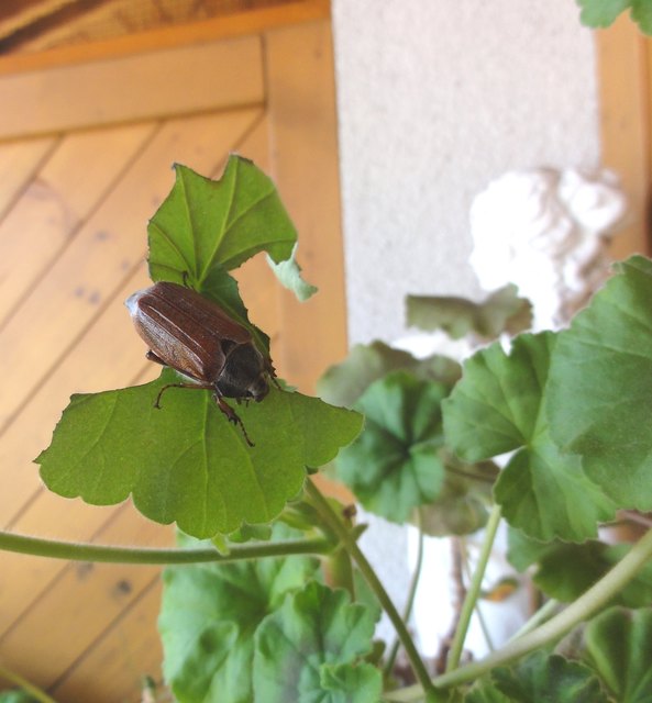 Maikäfer mit eigenartigem Geschmack