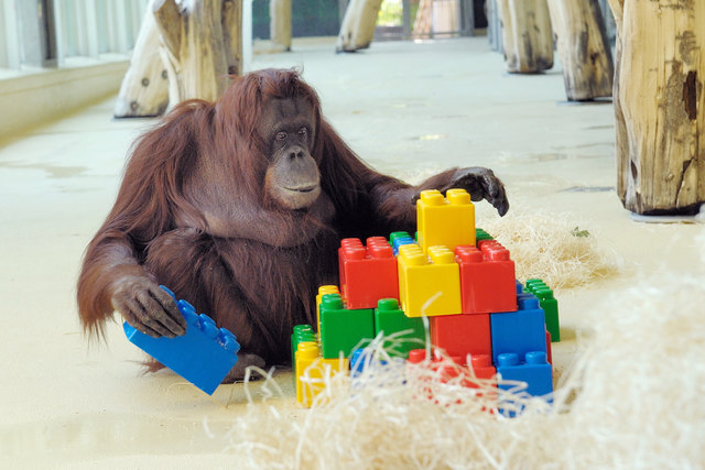 Orang-Utan-Weibchen Nonja freut sich über ihr Geburtstagsgeschenk.
