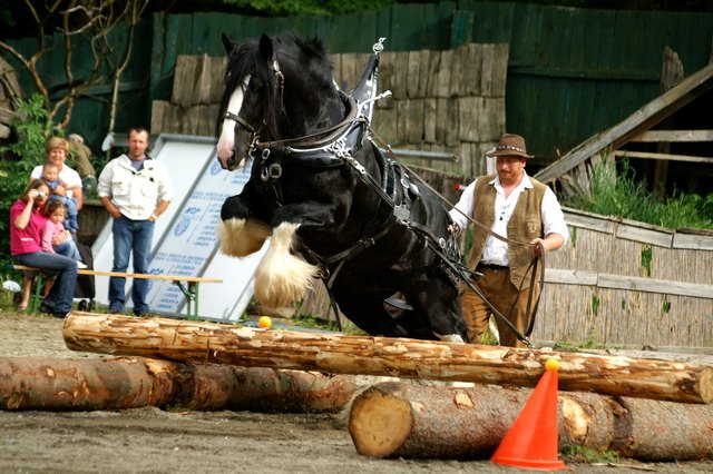 Kurt Oberlerchner mit einem seiner Pferde bei der „Arbeit“ am Parcours