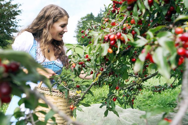 Enge Zusammenarbeit im Pielachtal soll die Dirndl weiter erblühen lassen. | Foto: Privat