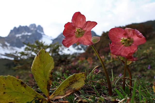 Eine Farbenpracht an Schneerosen in der Aualm in Filzmoos. Dahinter steht die Bischofsmütze. Eine Schneerosencollage gibt es unter: http://www.fotocommunity.de/pc/pc/mypics/1595661/display/24556945