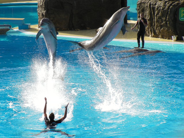 Delphinshow im Palmitos Park