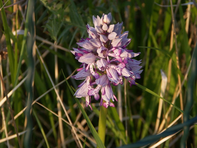 Orchis Militaris Helm Knabenkraut S doststeiermark orchis-militaris-helm-knabenkraut-s-doststeiermark
