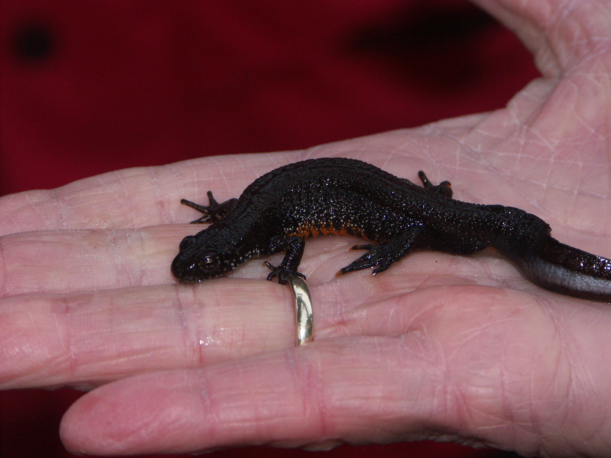 Triturus dobrogicus DonauKammmolch Südoststeiermark