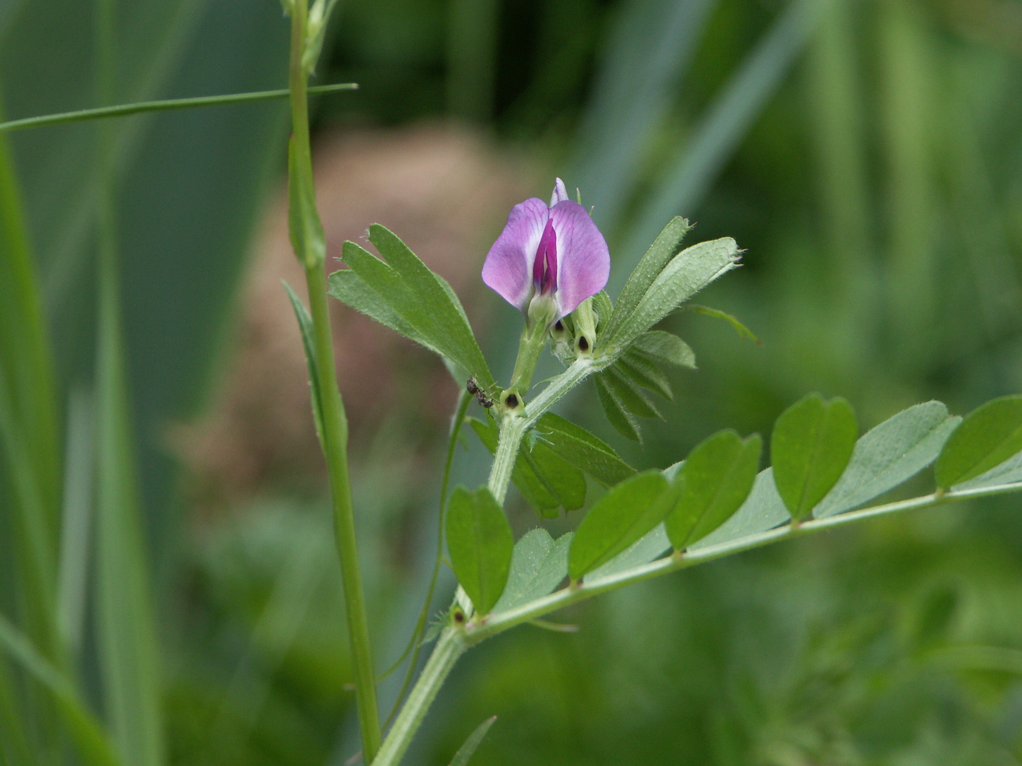 Vicia sepium Zaunwicke Südoststeiermark
