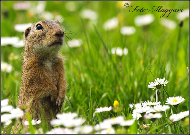 Mein Garten ! voller Blumen ! ( Ziesel ) Melk