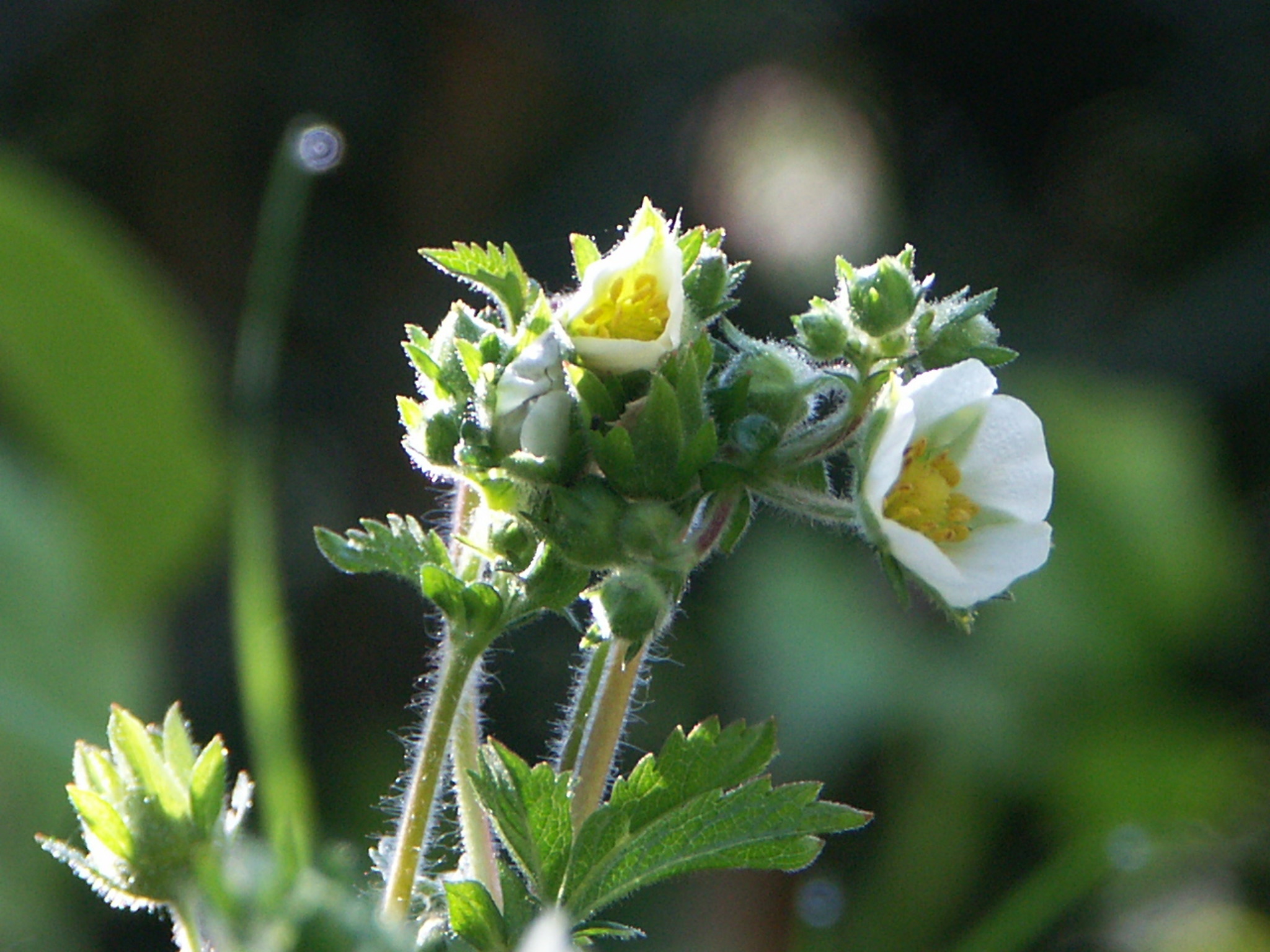 potentilla-rupestris-felsen-fingerkraut-s-doststeiermark