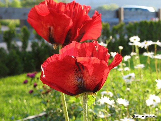 Roter Mohn im weichen Morgenlicht