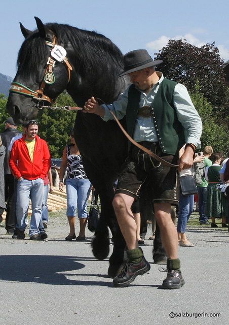86 registrierte Nachkommen gibt es von Stock Vulkan XVI. Davon sind 45 Hengstfohlen und 41 Stutfohlen.