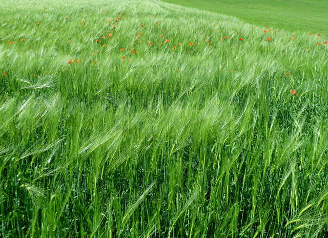 sanft streicht der Wind durch die Ähren