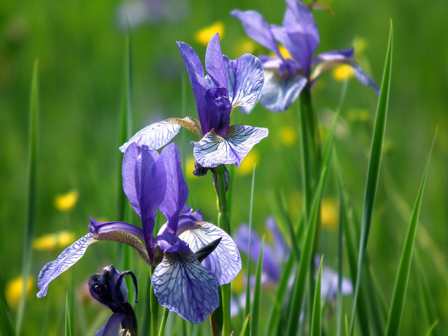 Iris sibirica