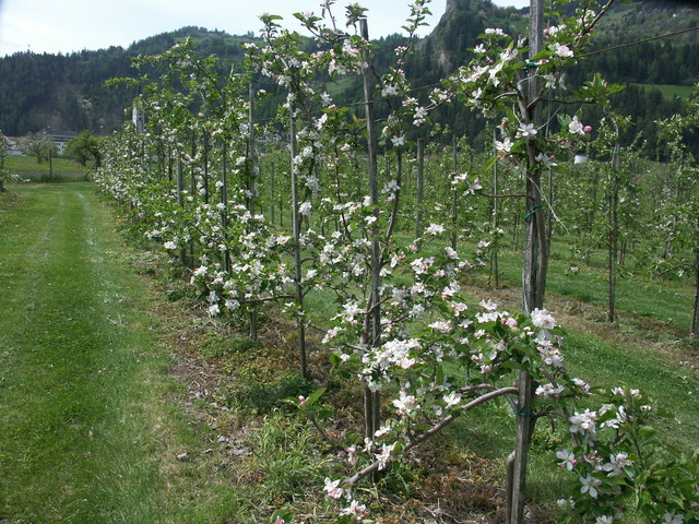 Das Wetter während der Blüte war auch in Prutz zu kühl für eine Feuerbrandinfektion