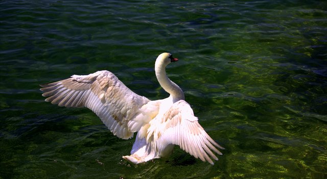 Häckerschwan Gefiederpflege
