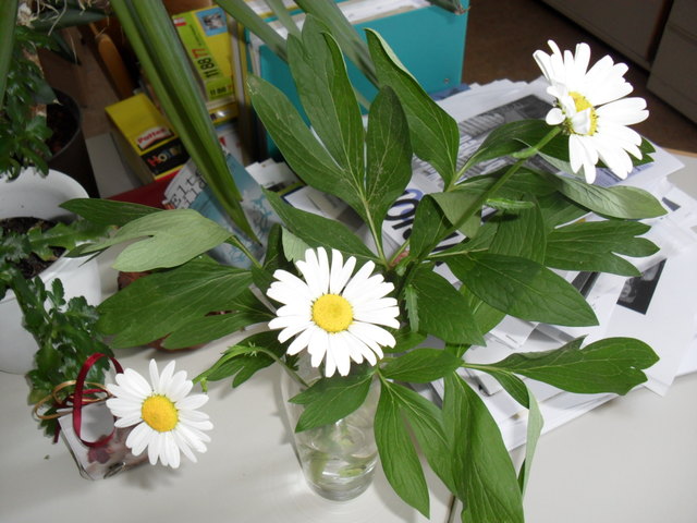Blumen sind ein Symbol für Gewaltlosigkeit