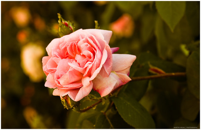 Blüte aufgenommen neben der Martinskirche in Linz ;)