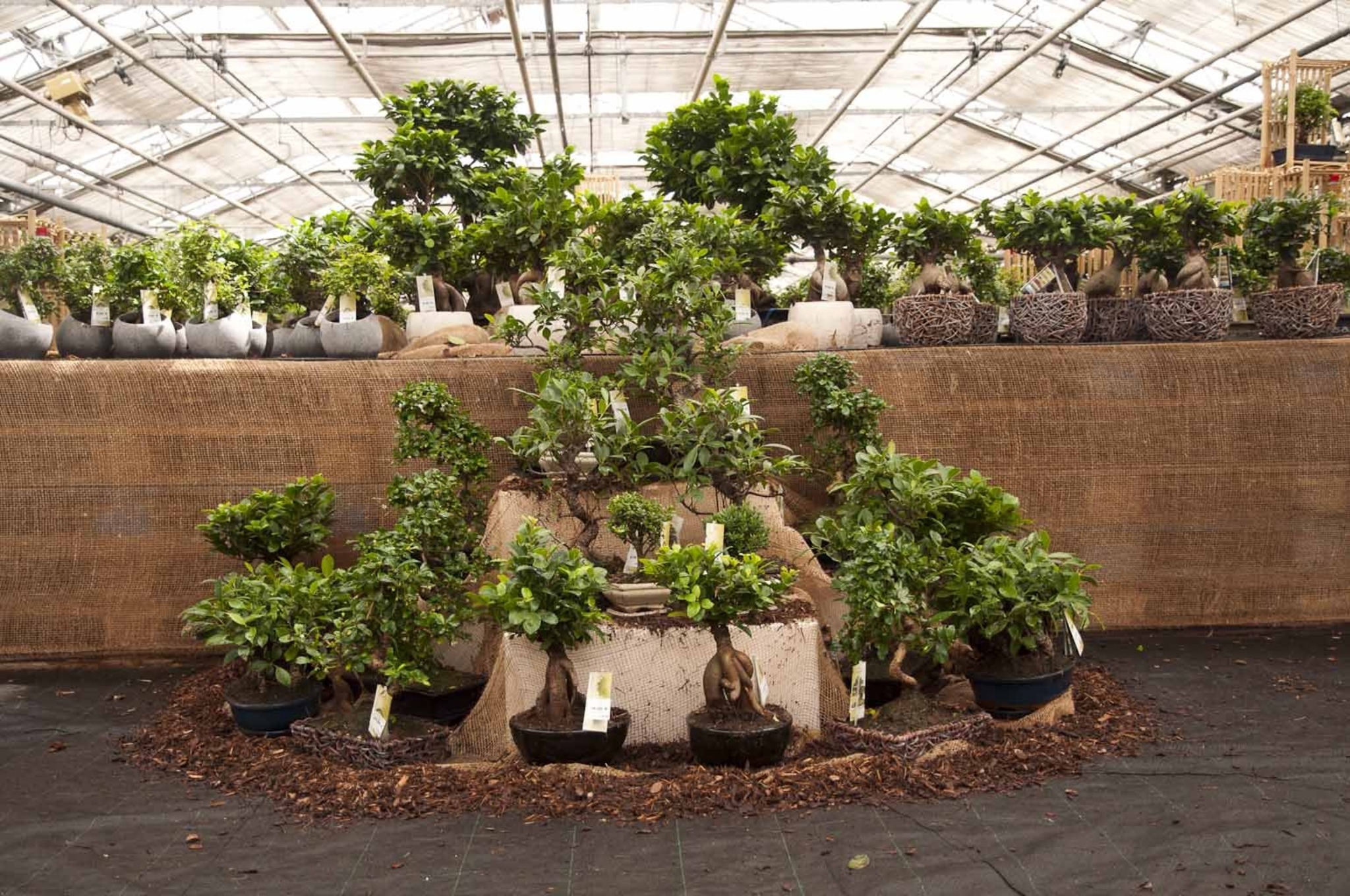 bonsai punica granatum nana Bonsái Punica Granatum Nana – Granado 9 Años en Planeta Huerto