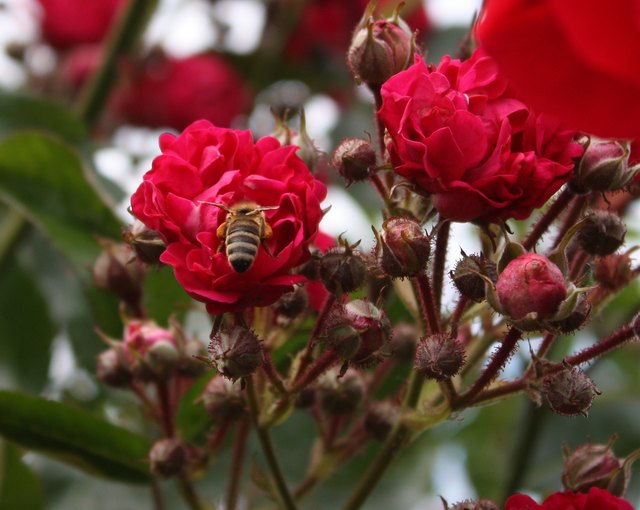 Fleissiges Bienchen ,-)