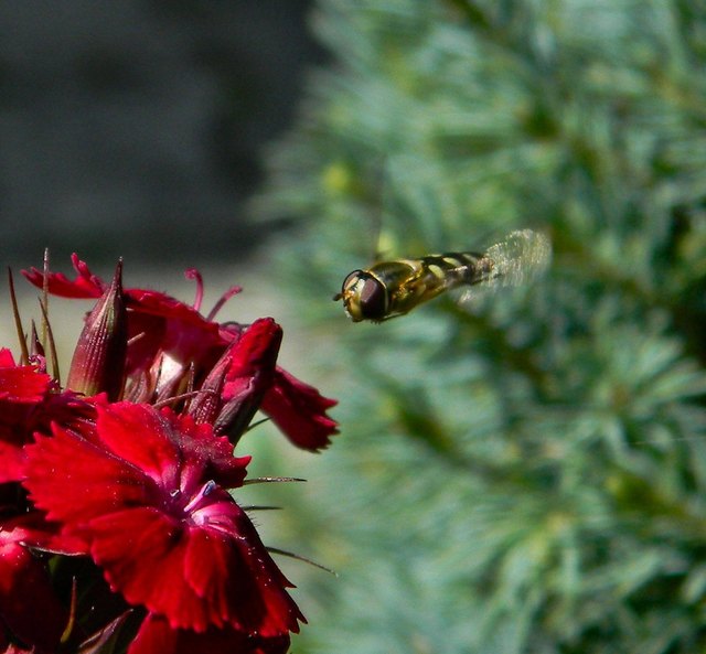 Schwebfliege im Anflug