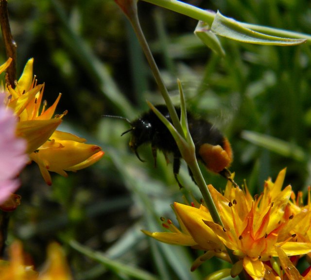 Hummel im Anflug