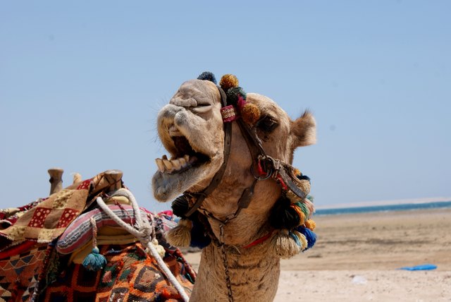 Das ist AliBaba - er ist ein äußerst braves Kamel, auch wenn ich ihn ordentlich antreiben musste, damit er schneller ging. Aber nur allzu verständlich - bei der Hitze!