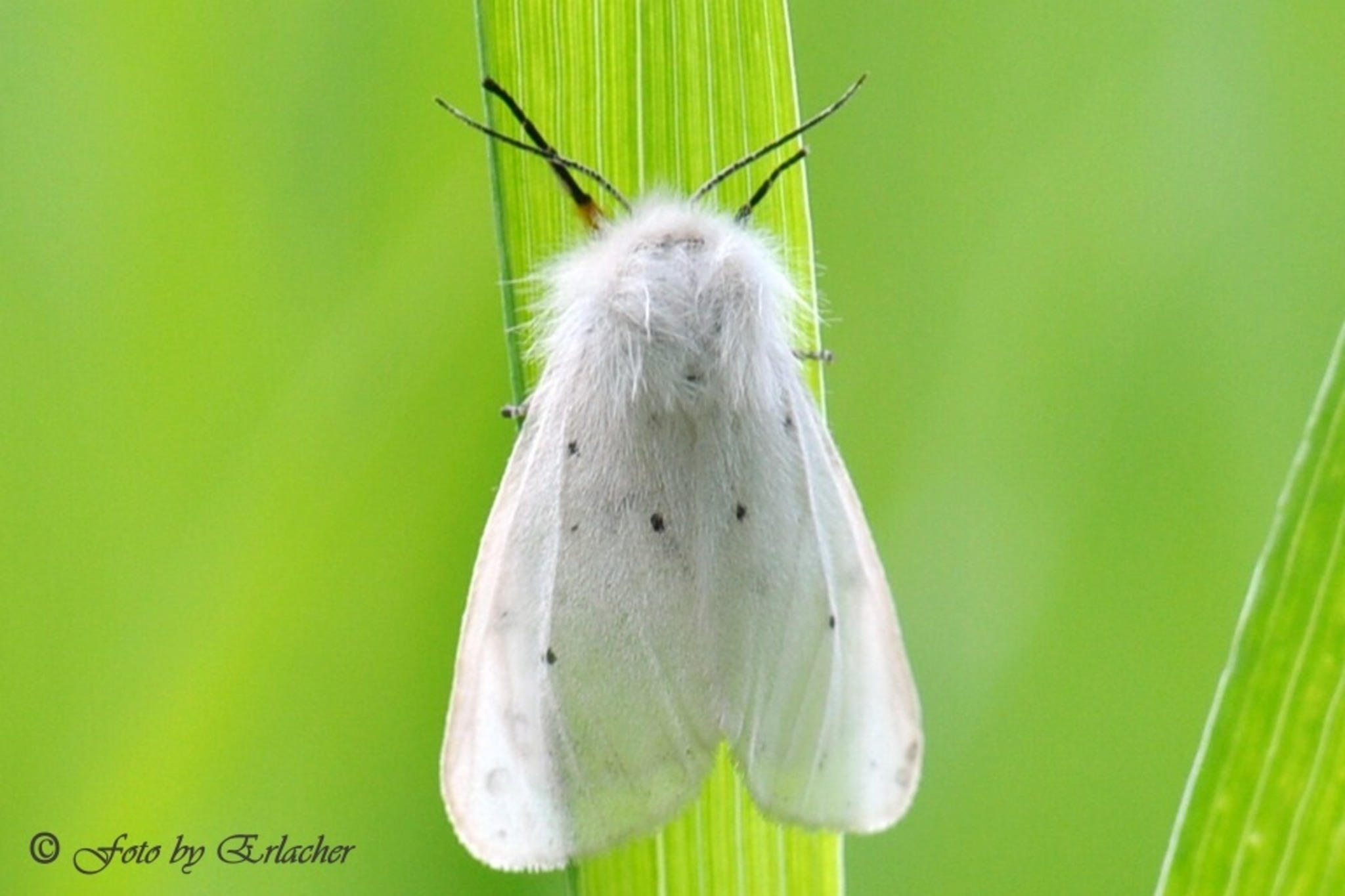 Weisse Tigermotte Spilosoma Lubricipeda Donaustadt weisse-tigermotte-spilosoma-lubricipeda-donaustadt