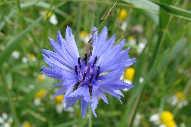 Lieber Karl,  ich hab heute ein Korn-Blumen-Feld gesehen. Die hat ja wirklich viel Ähnlichkeit mit der blauen Wegwarte - ich kann leider kein Vergleichsbild online stellen, da die Wegwarte bei uns im Gebirge nicht mehr wächst.