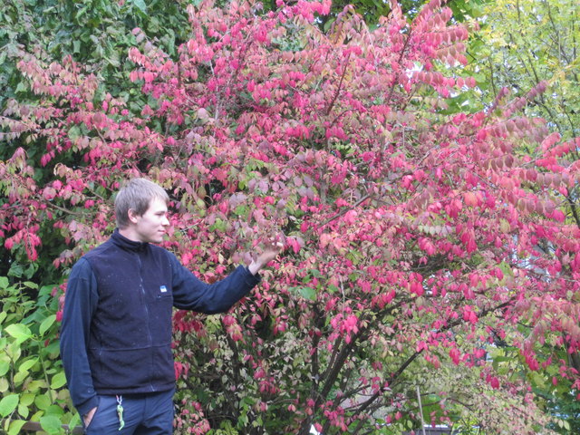 Bunte Hecken sorgen für erfrischende Farbtupfer im Garten