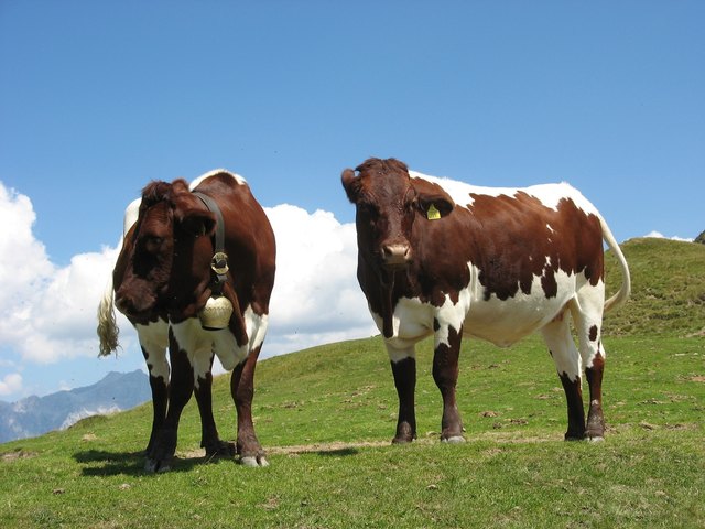 2 fesche Pingauerinnen auf der Alm ....
