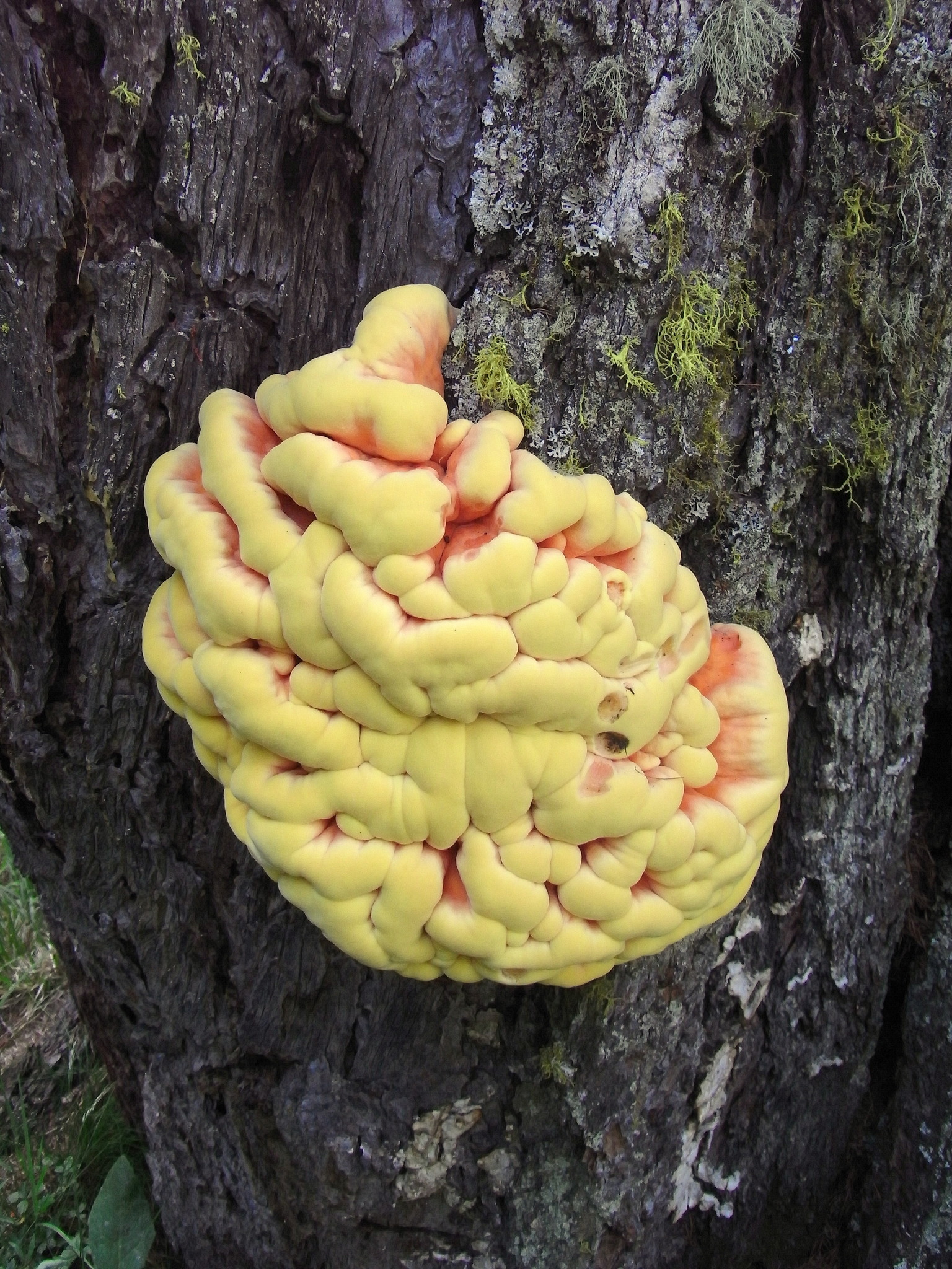 Hirnrinde oder Rindenhirn oder was ?? Landeck