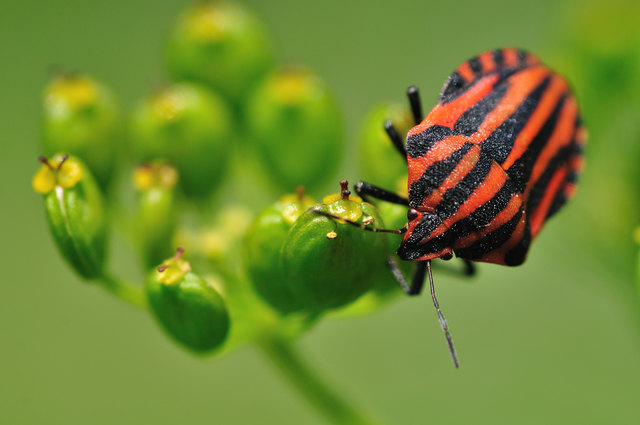 Streifenwanze (Graphosoma lineatum)