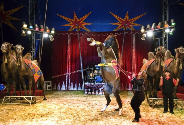 Circus Frankello Vorstellungen am 5. August bis 29. August in Innsbruck - Hall-Rum