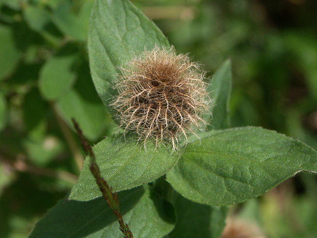 Centaurea pseudophrygia - Perücken-Flockenblume Nassfeld