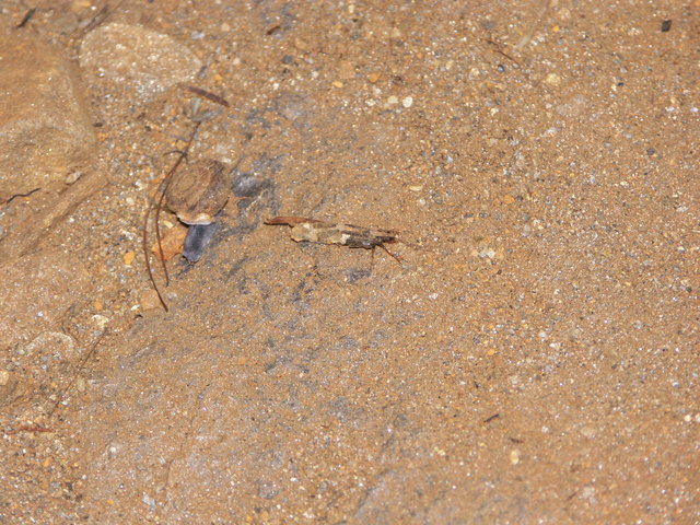 Köcherfliege mit Quellschnecke Nassfeld