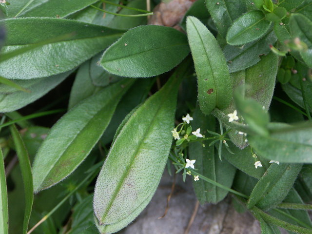 Myosotis sylvatica - Wald-Vergißmeinnicht Blätter Nassfeld