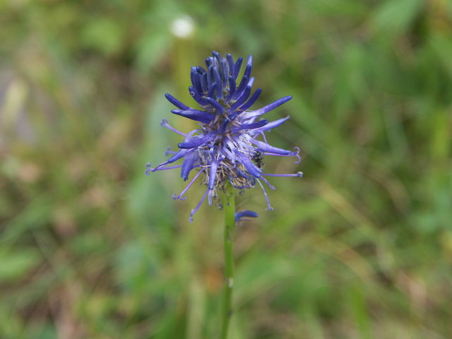 Phyteuma persicifolium - Steirische Teufelskralle Nassfeld