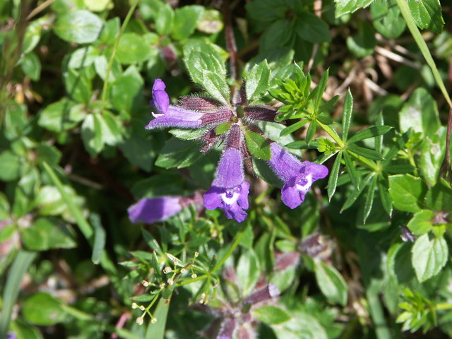 Linaria alpina - Alpen-Leinkraut Nassfeld