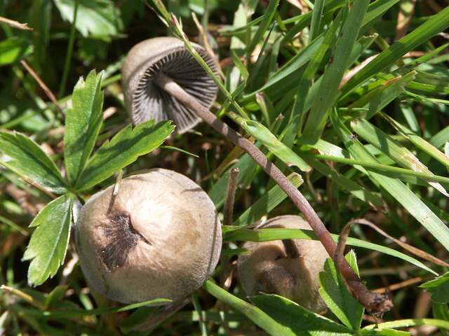 Psathyrella candoleana auf Kuhmist Nassfeld