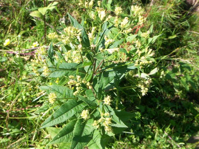 Senecio cacaliaster - Pestwurz-Greiskraut Nassfeld