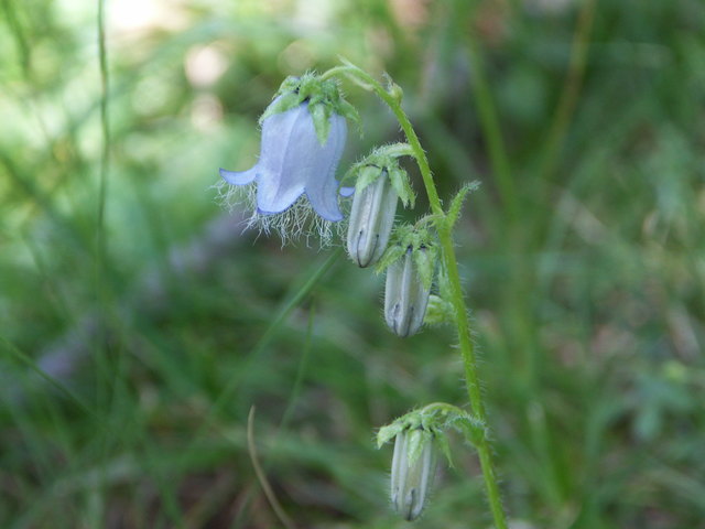 Campanula barbata - Bärtige Glockenblume Blütenstand Nassfeld