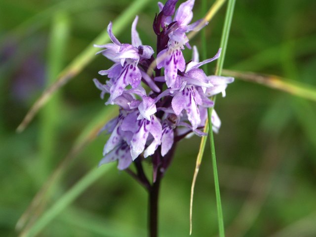 Dactyllhoriza fuchsii - Geflecktes Knabenkraut Nassfeld