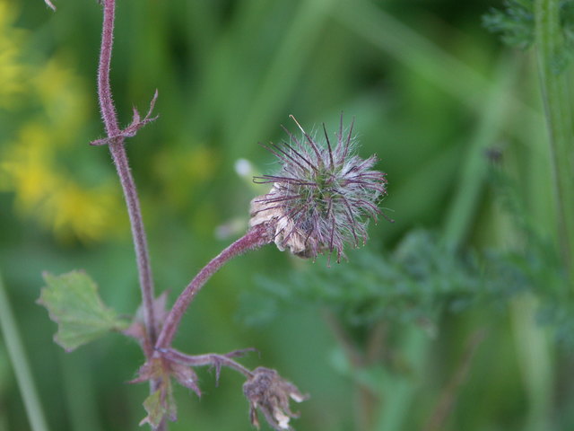 Geum rivale - Bach-Nelkenwurz Fruchtstand Nassfeld
