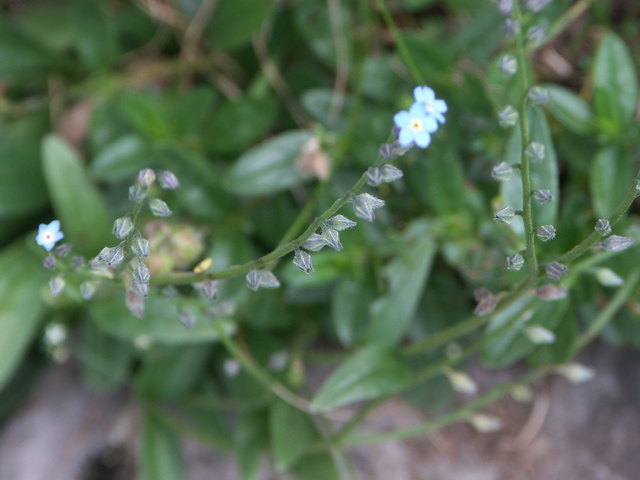 Myosotis sylvatica - Wald-Vergißmeinnicht Blütenstand Nassfeld